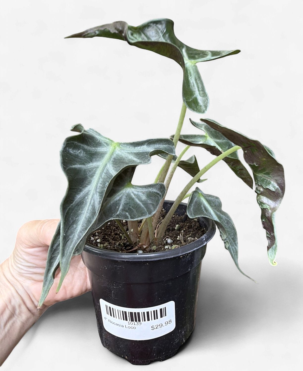 4" Alocasia Loco