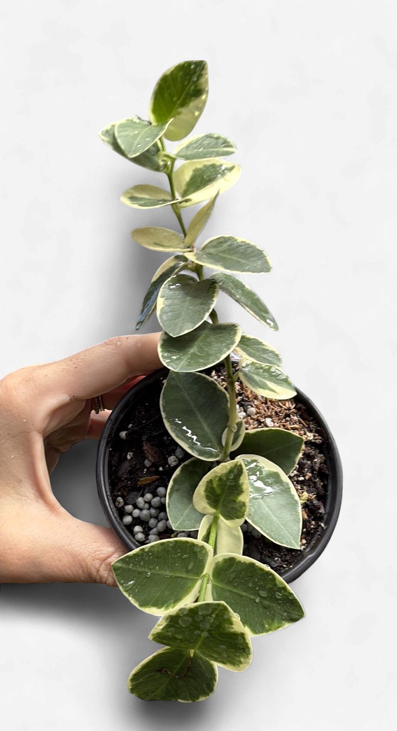 4" Hoya Cumingiana Albo Outer Variegated