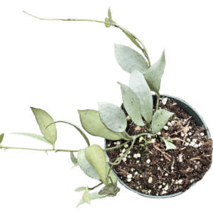 4" Hoya Lacunosa Silver