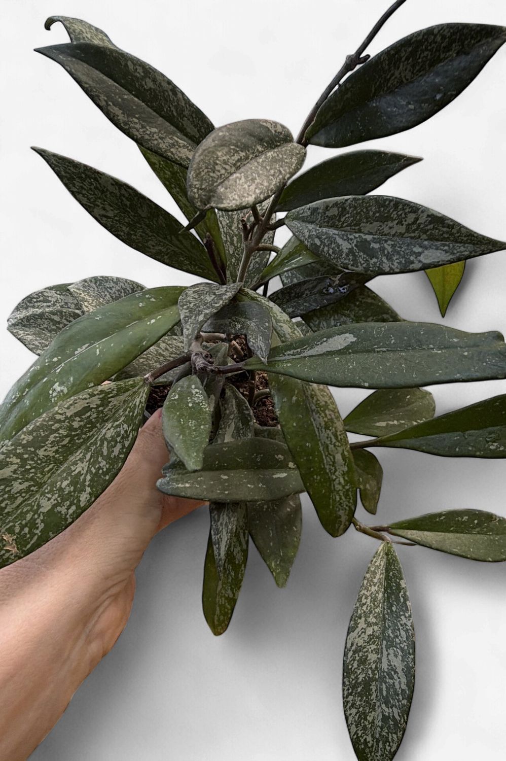 4" Hoya Latifolia Rangsan Splash