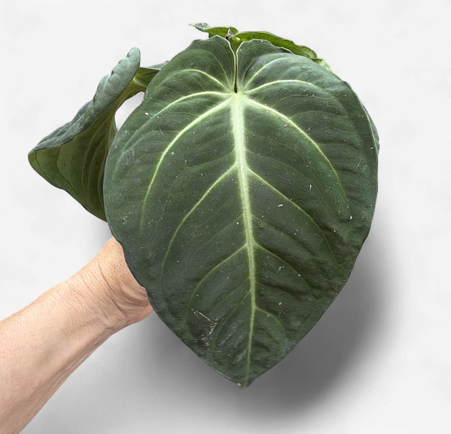 4" Anthurium Villenaorum Croat
