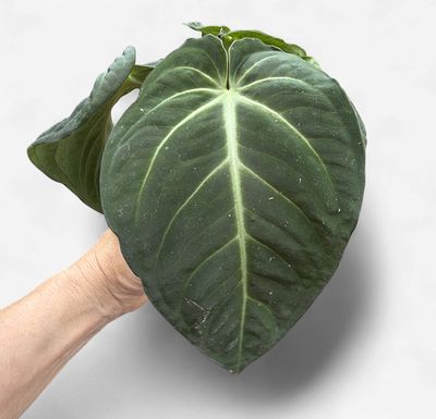 4" Anthurium Villenaorum Croat