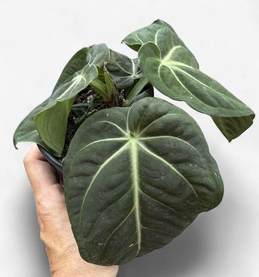 4" Anthurium Villenaorum Croat