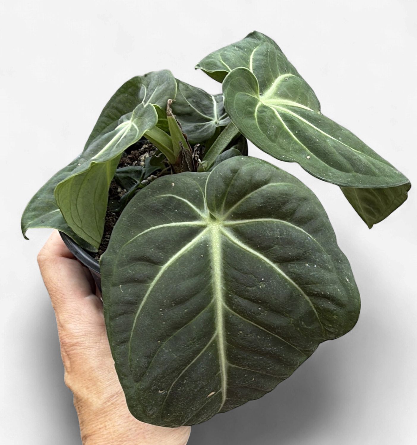 4" Anthurium Villenaorum Croat