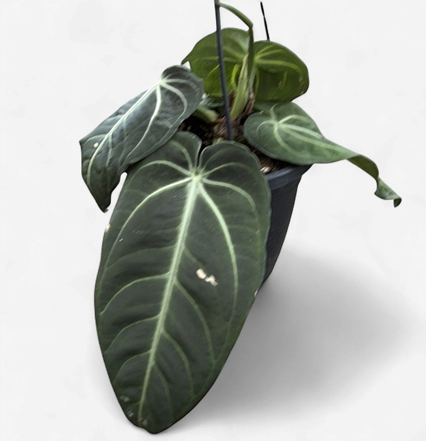 6" Anthurium Villenaorum Croat Hanging Basket