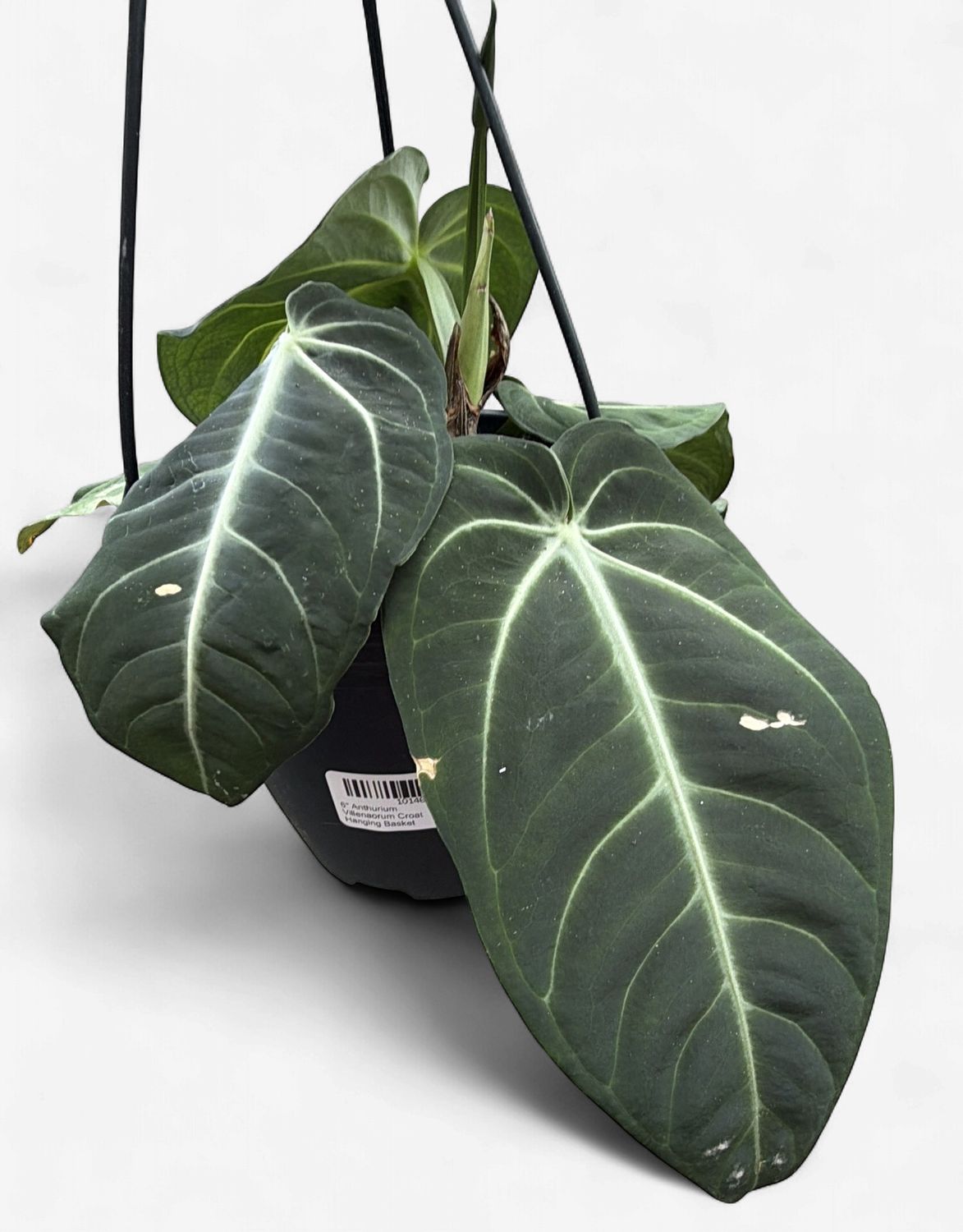 6" Anthurium Villenaorum Croat Hanging Basket