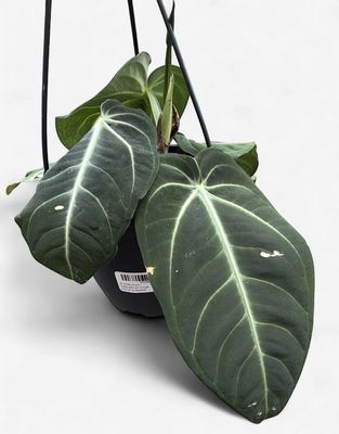 6" Anthurium Villenaorum Croat Hanging Basket