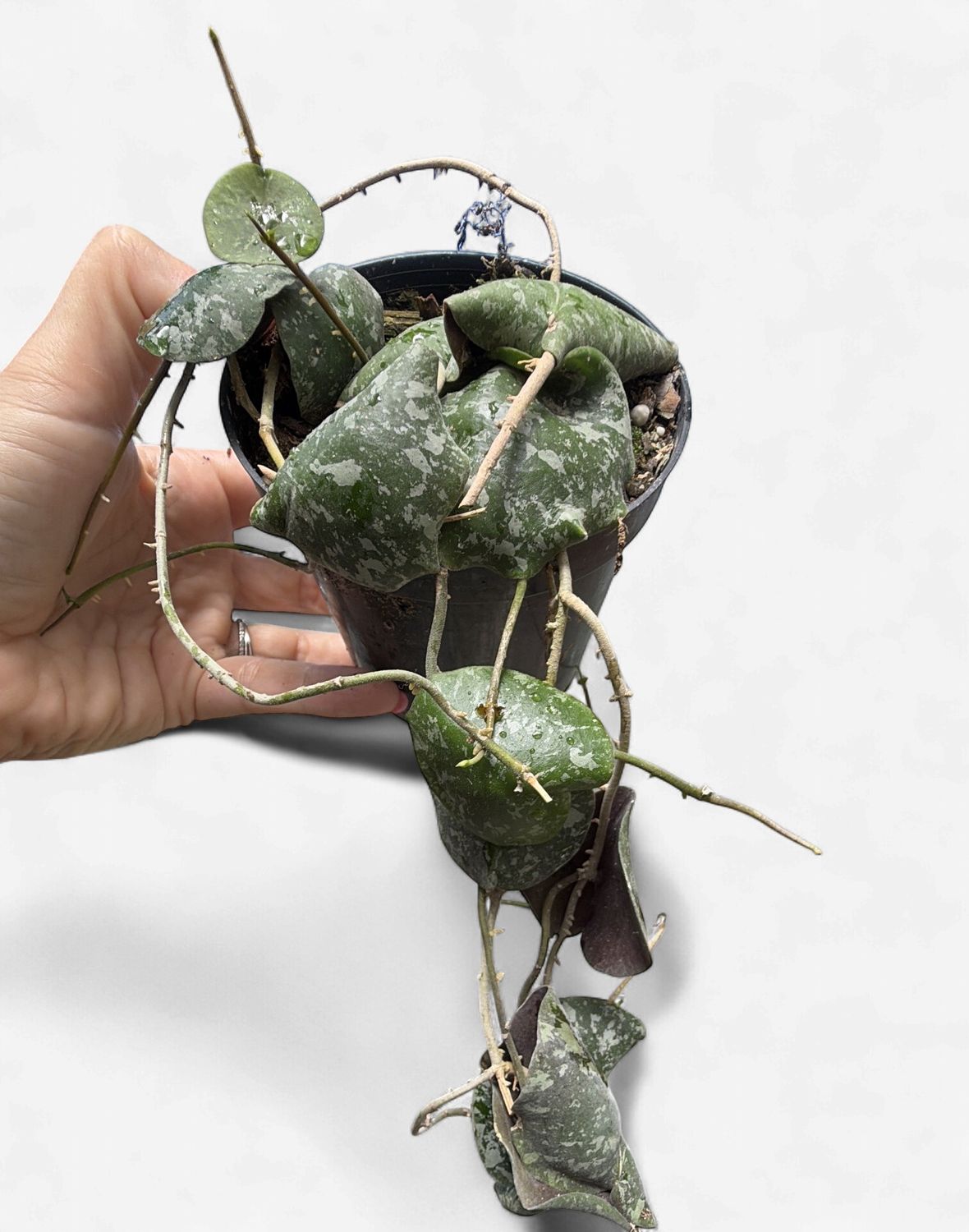 4" Hoya Imbricata