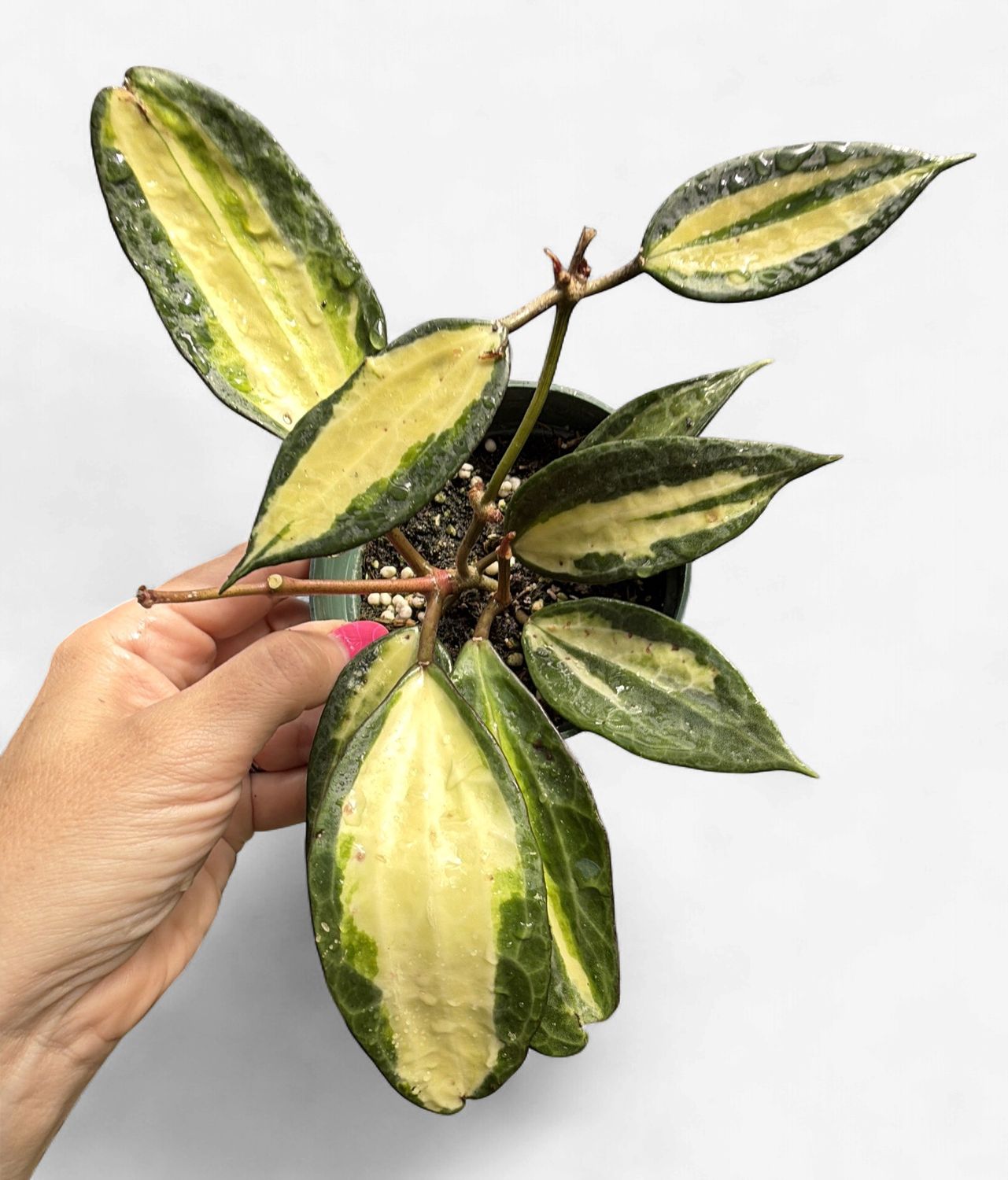 4" Hoya Macrophylla Inner Variegated