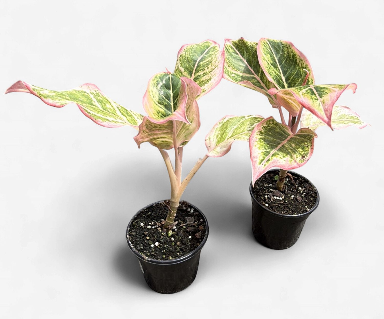 4" Aglaonema Pinky Pie