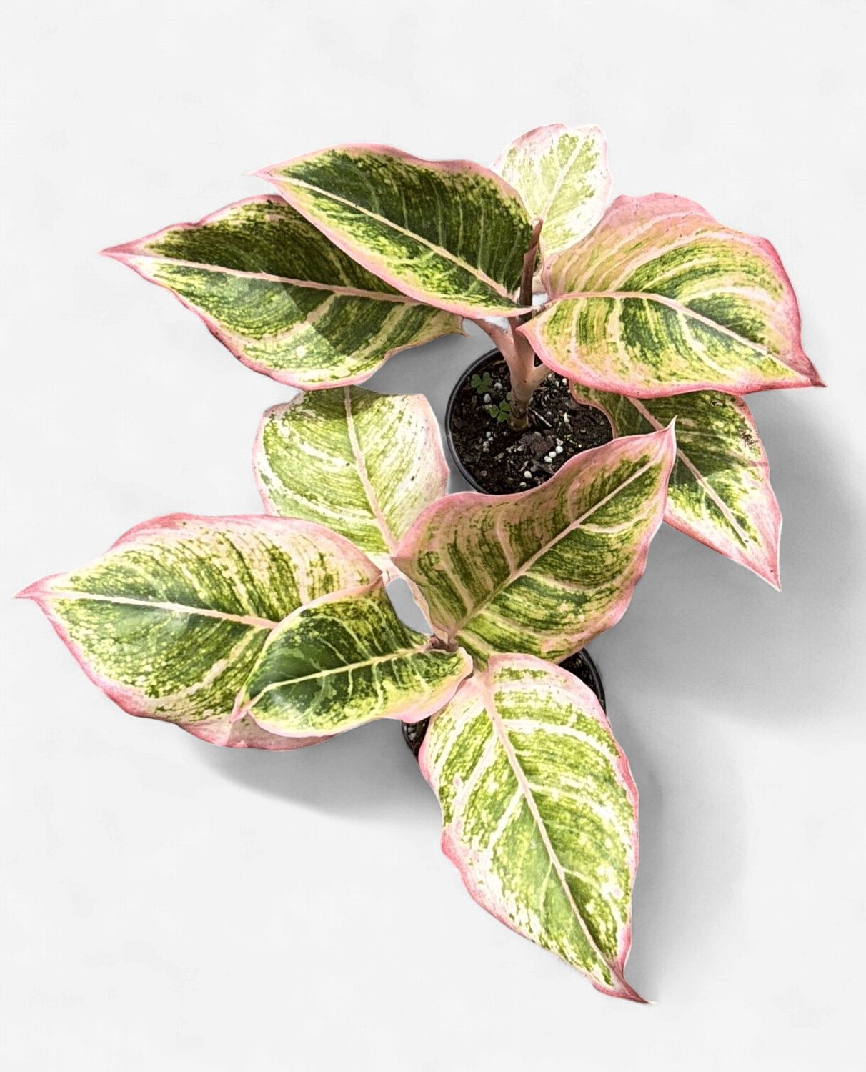 4" Aglaonema Pinky Pie