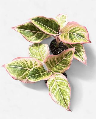 4" Aglaonema Pinky Pie