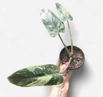 4" Philodendron Emerald King