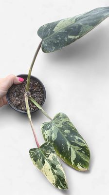 4" Philodendron Emerald King