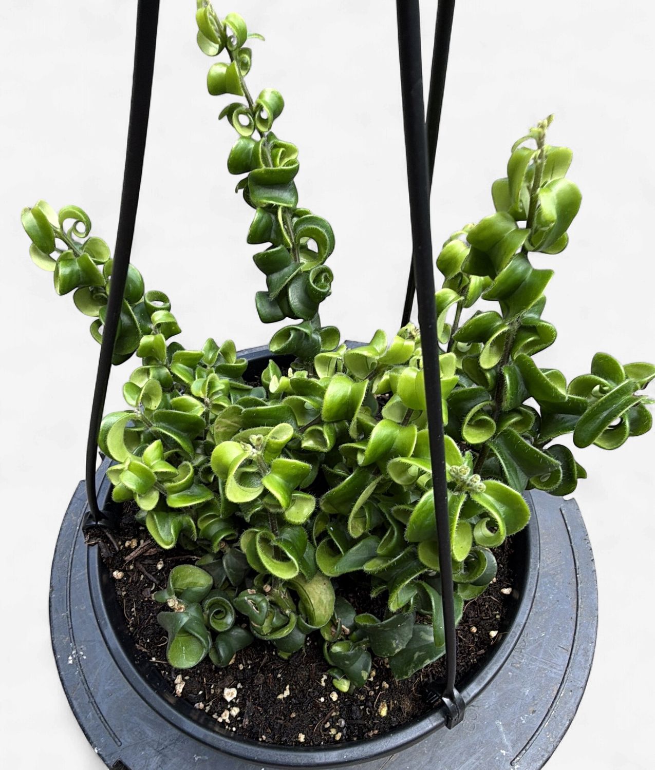 8" Twisted Lipstick Hanging Basket (Aeschynanthus radicans 'Rasta')