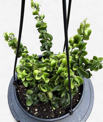 8" Twisted Lipstick Hanging Basket (Aeschynanthus radicans 'Rasta')