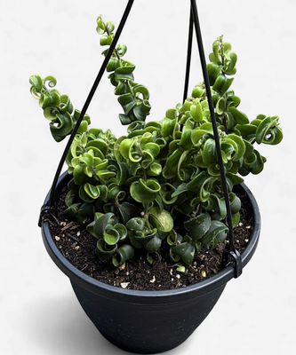 8" Twisted Lipstick Hanging Basket (Aeschynanthus radicans 'Rasta')