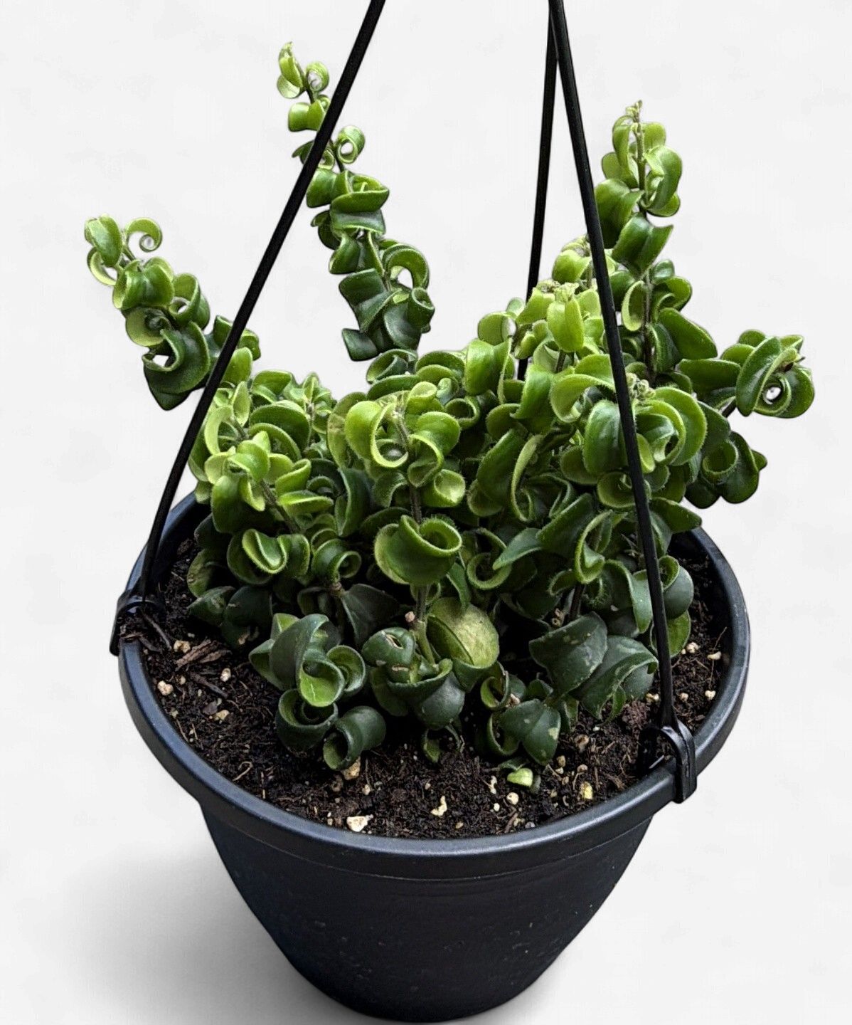 8" Twisted Lipstick Hanging Basket (Aeschynanthus radicans 'Rasta')