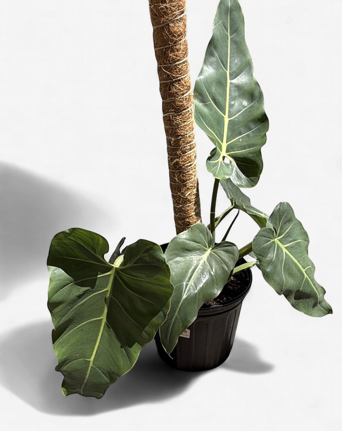 8" Philodendron Maximum Pole