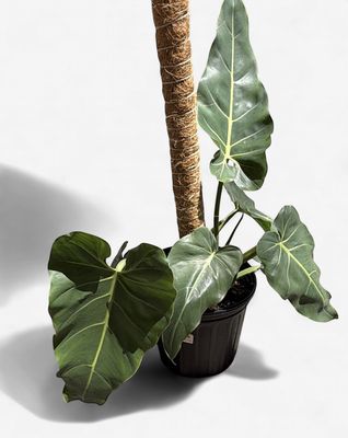 8" Philodendron Maximum Pole
