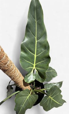 8" Philodendron Maximum Pole