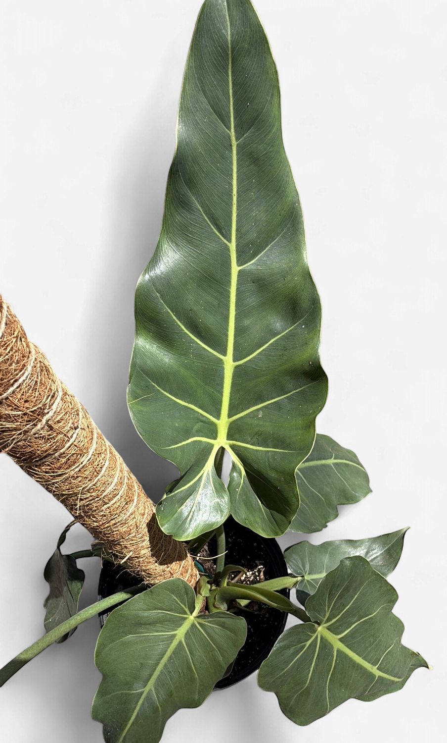 8" Philodendron Maximum Pole