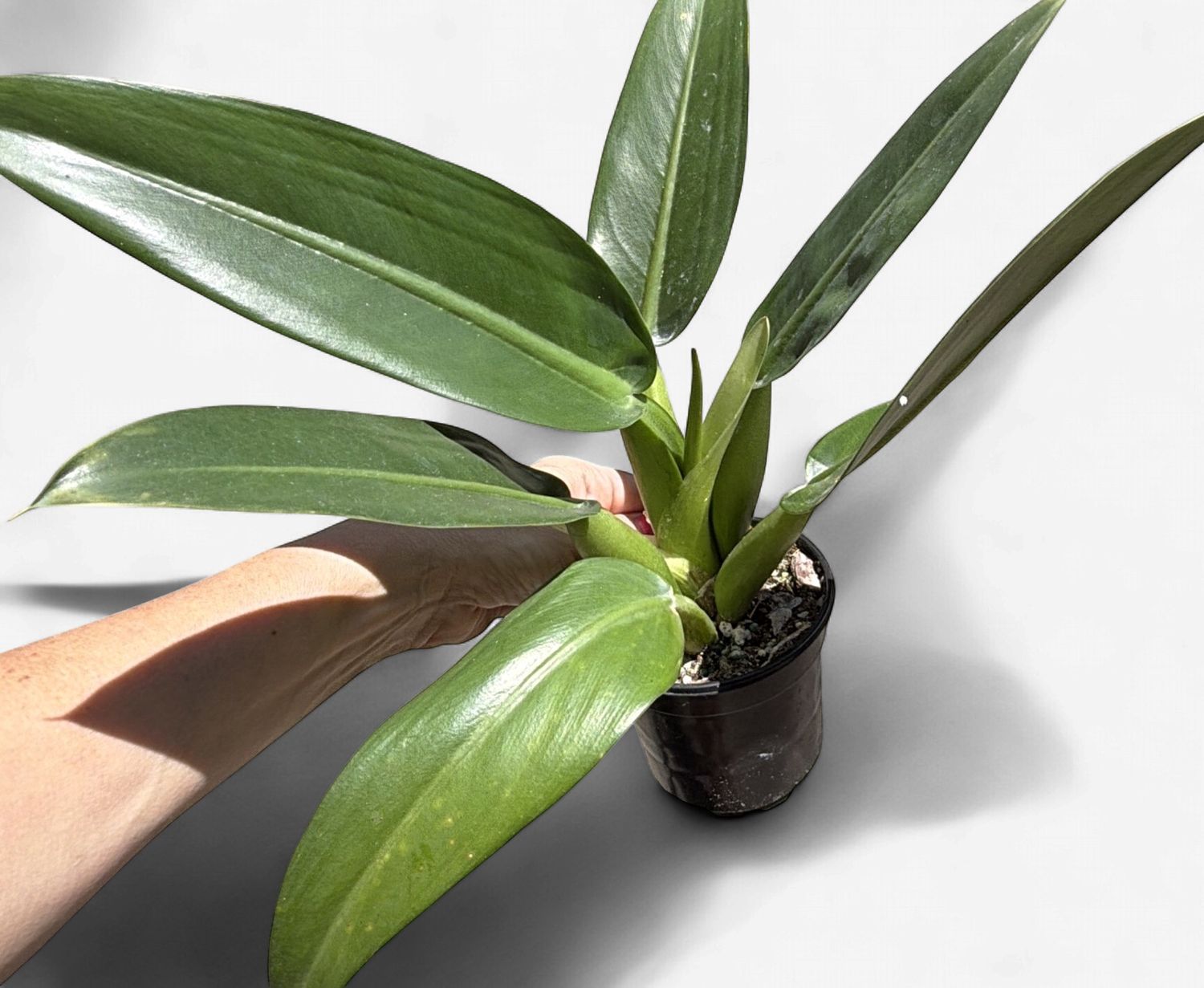 4" Philodendron martianum 'Fat Boy'