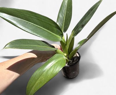 4" Philodendron martianum 'Fat Boy'