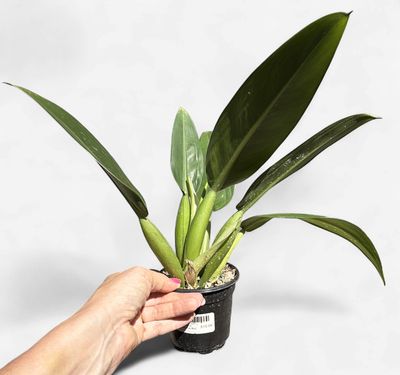 4" Philodendron martianum 'Fat Boy'