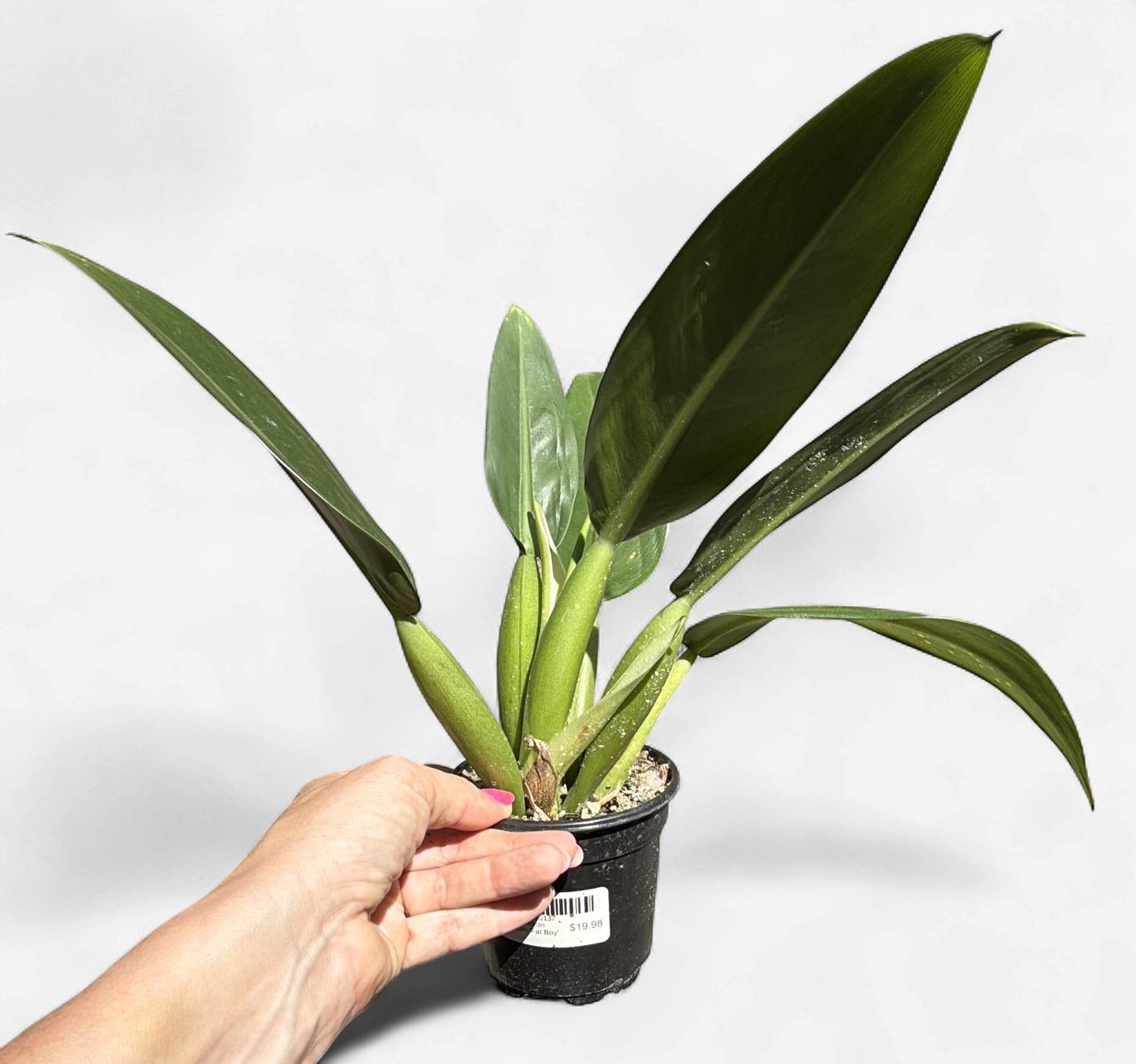 4" Philodendron martianum 'Fat Boy'