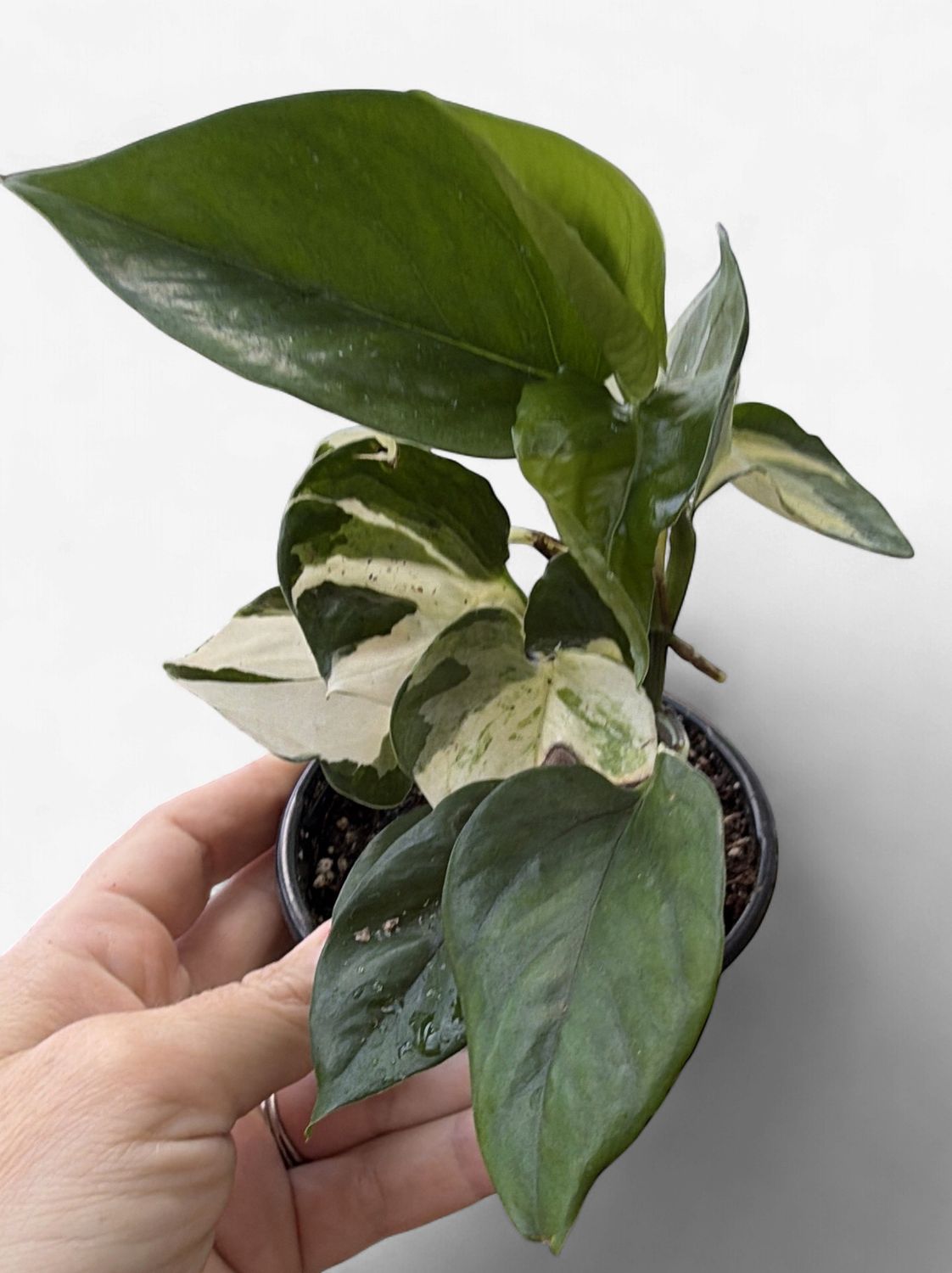 4" Philodendron Forest of White