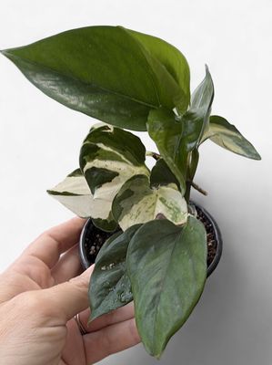 4" Philodendron Forest of White