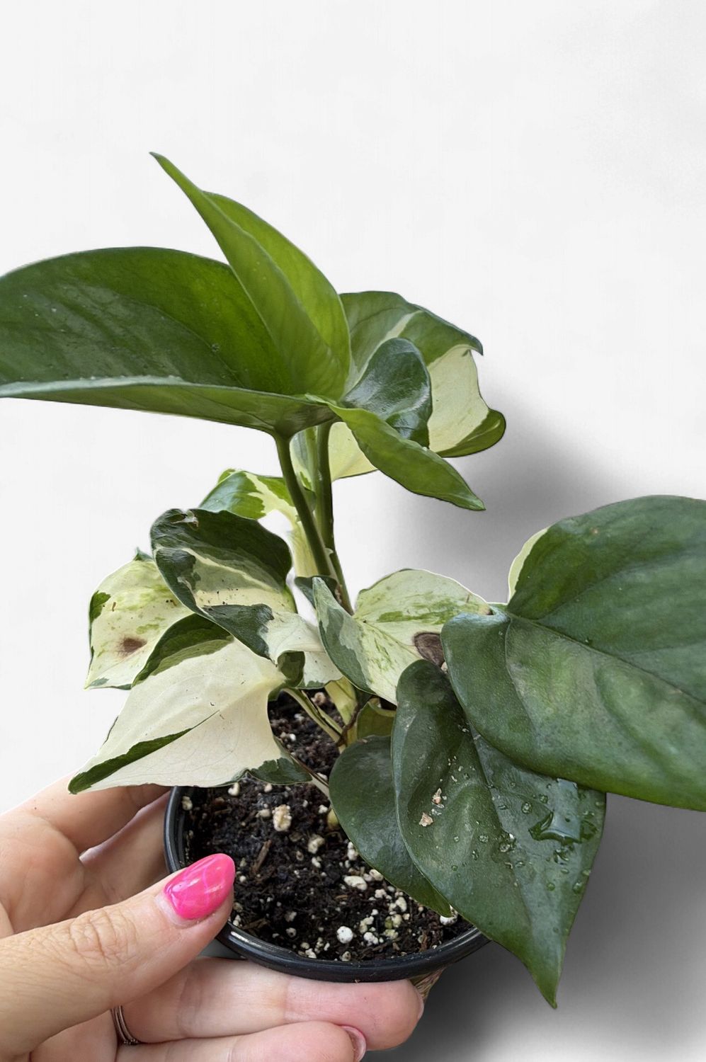 4" Philodendron Forest of White
