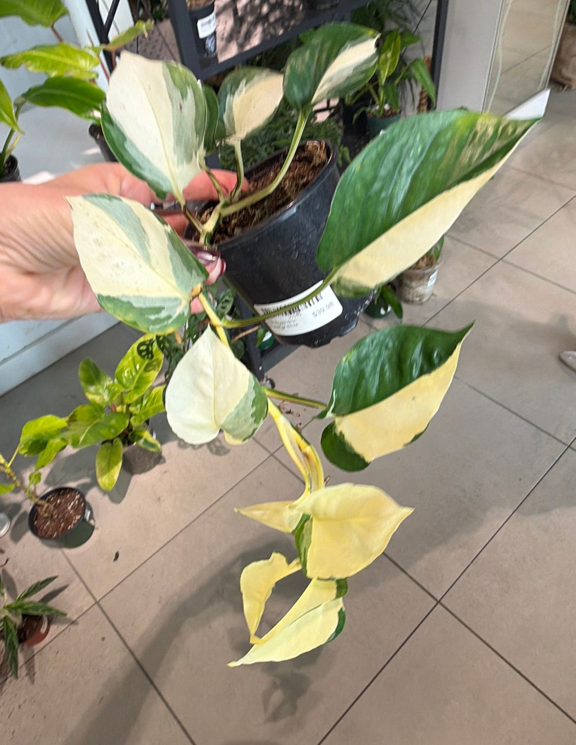 4" Philodendron Forest of White