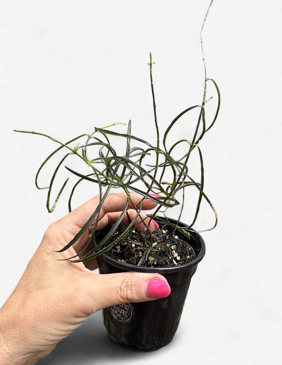 4" Hoya Stenophylla