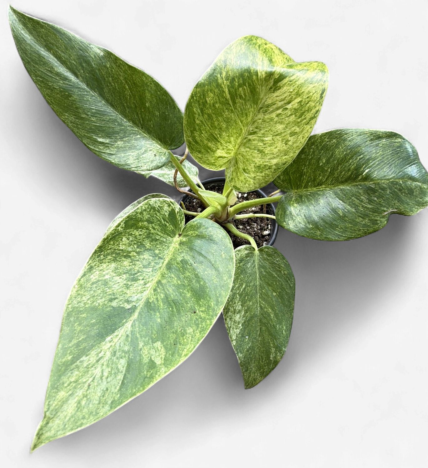 4" Philodendron Giganteum Variegated Blizzard