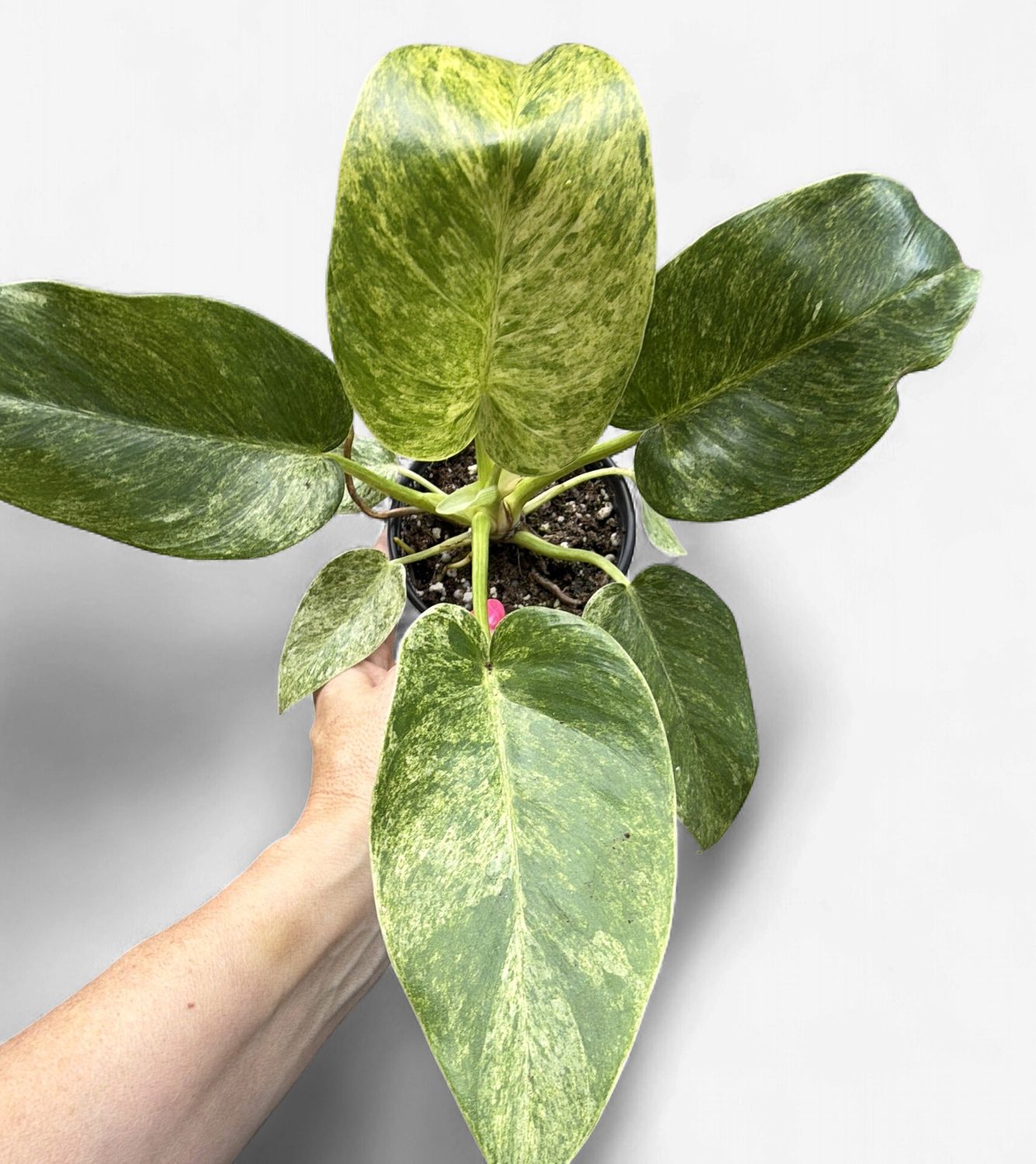4" Philodendron Giganteum Variegated Blizzard