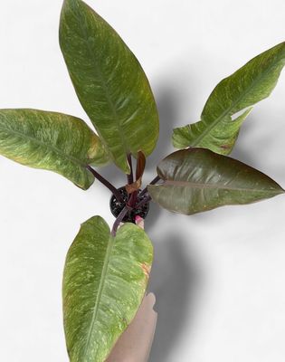 4" Philodendron Chocolate Chip