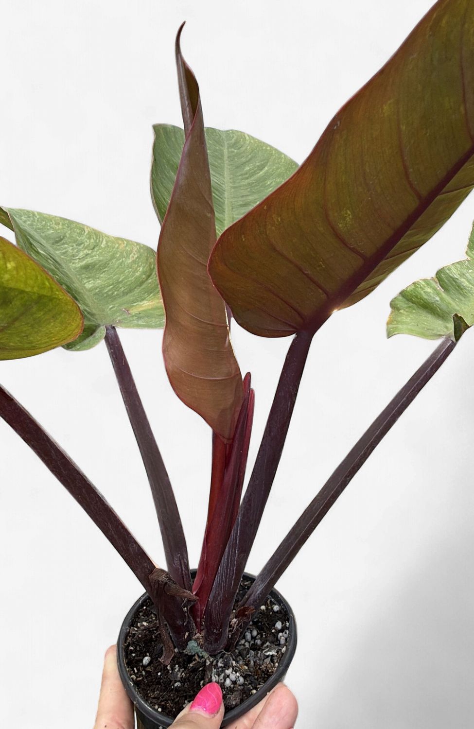 4" Philodendron Chocolate Chip