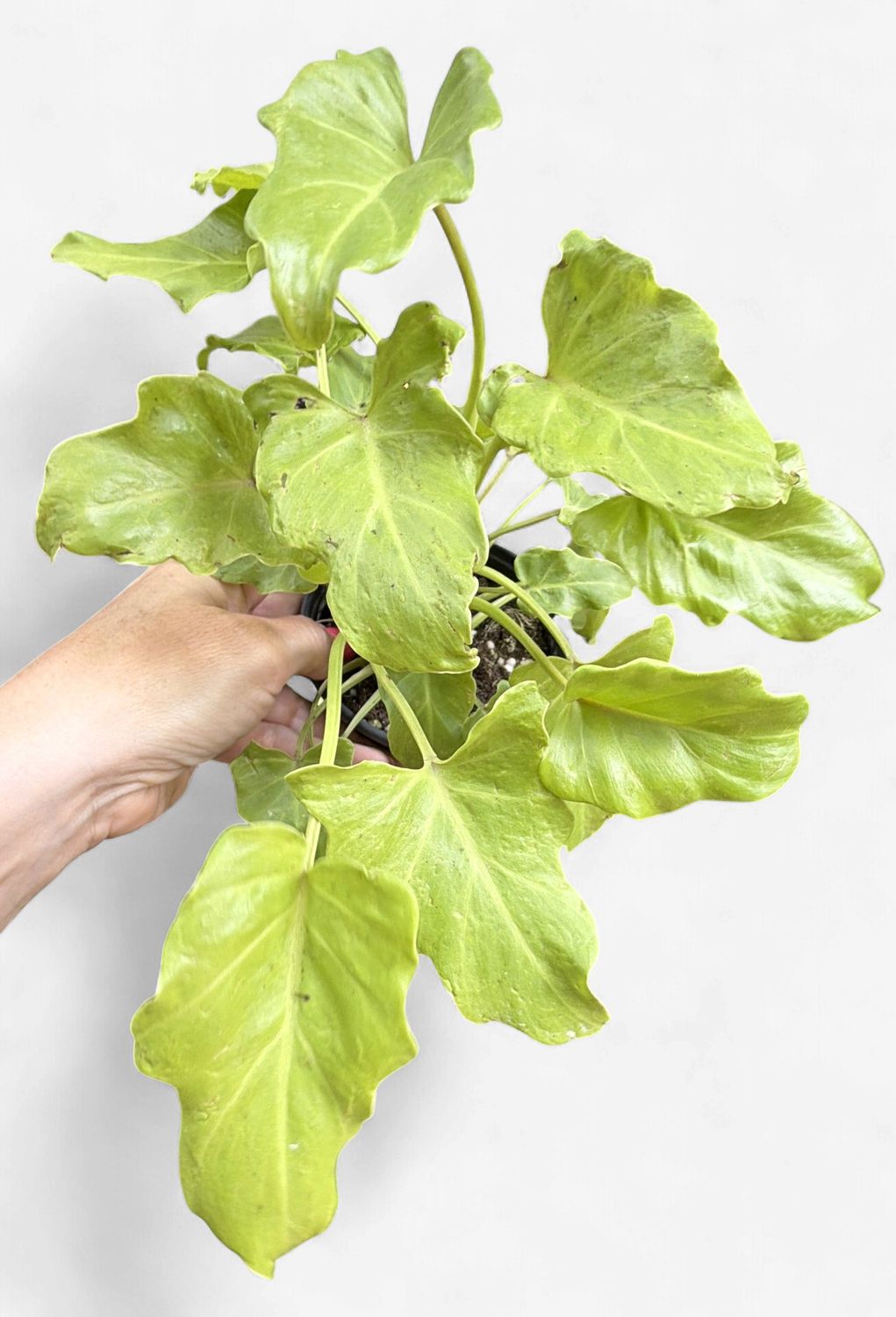 4" Philodendron Golden Xanadu