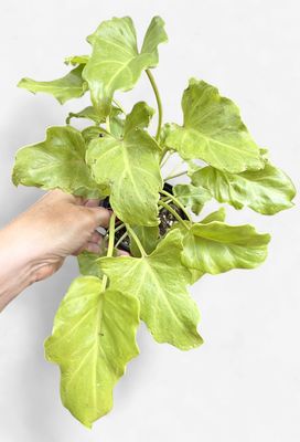 4" Philodendron Golden Xanadu