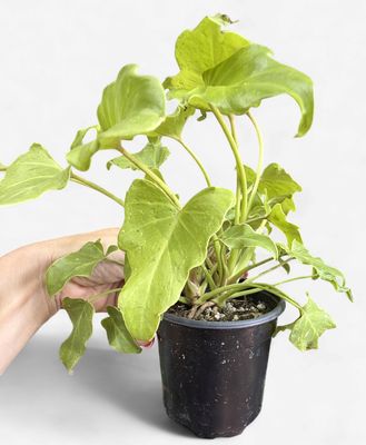 4" Philodendron Golden Xanadu