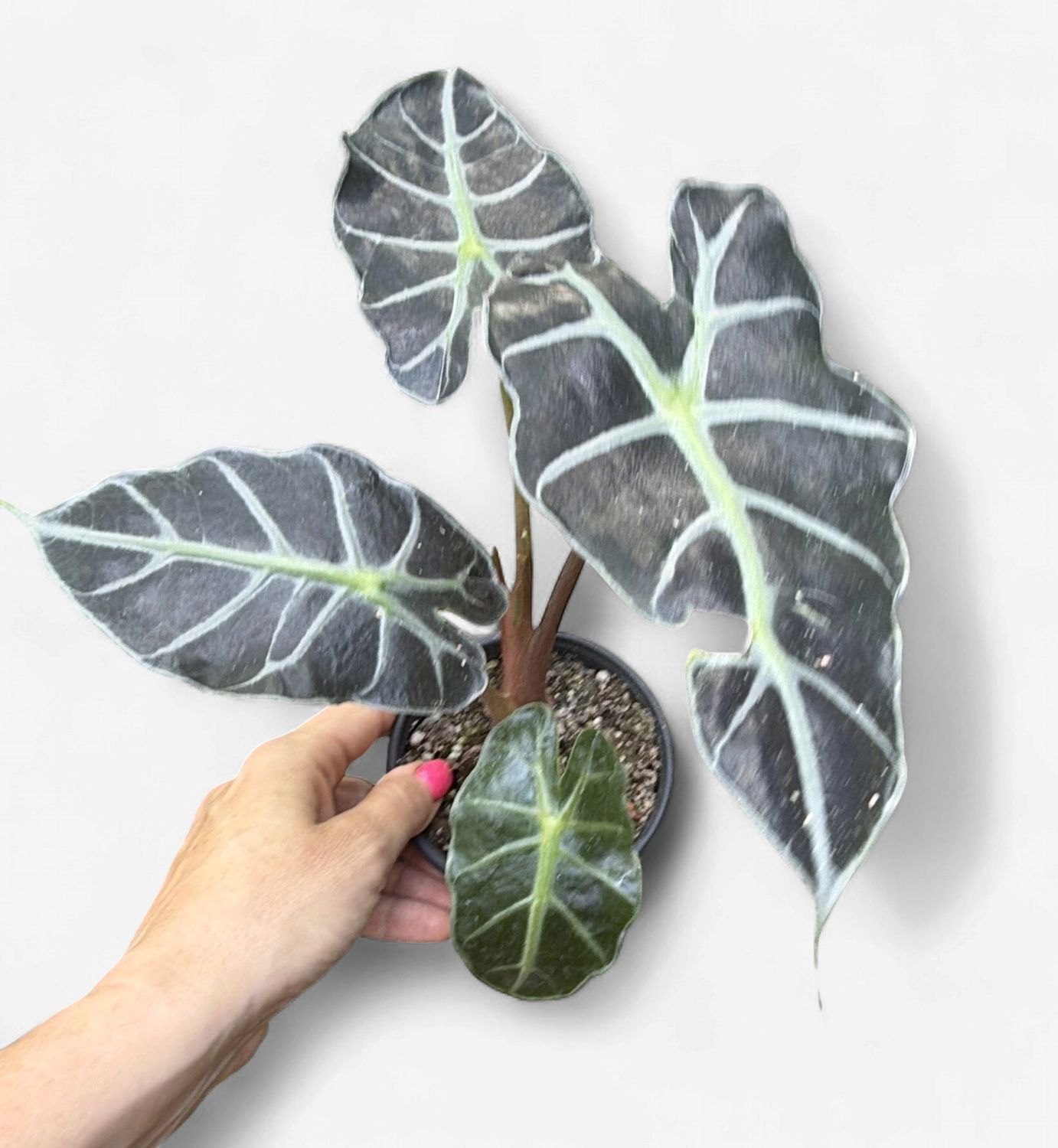4" Alocasia Parasol