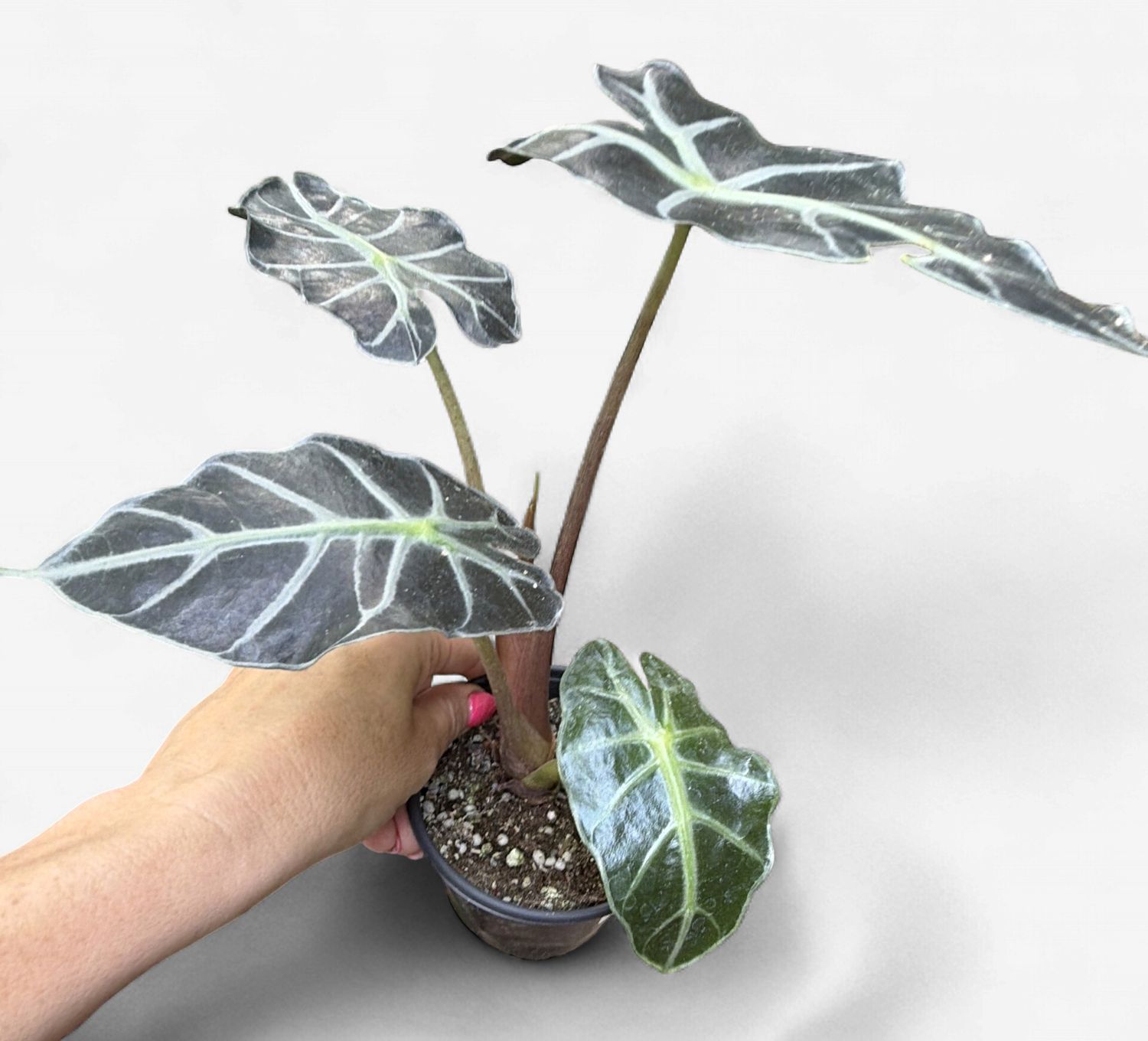 4" Alocasia Parasol