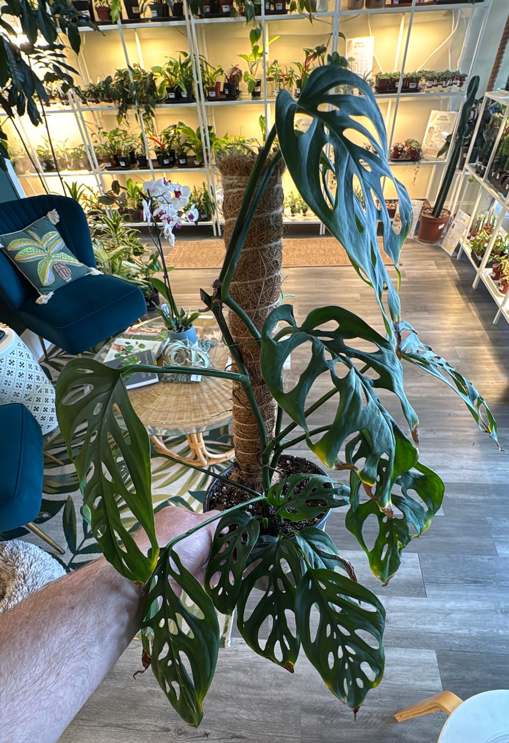 6" Monstera adansonii European Mint