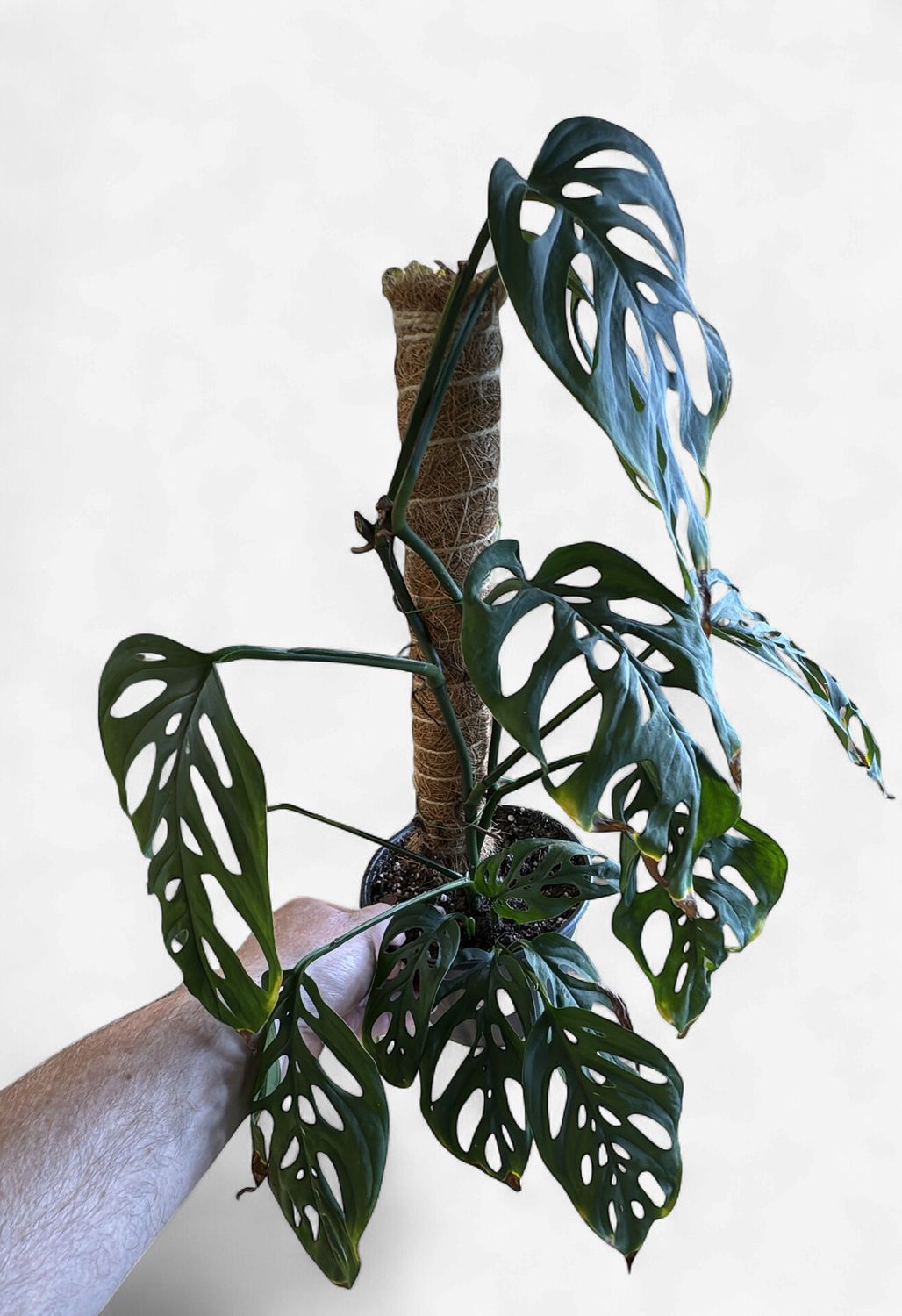 6" Monstera adansonii European Mint