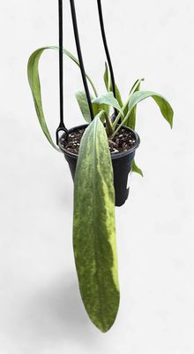 4" Anthurium Vittarifolium Variegated Hanging Basket