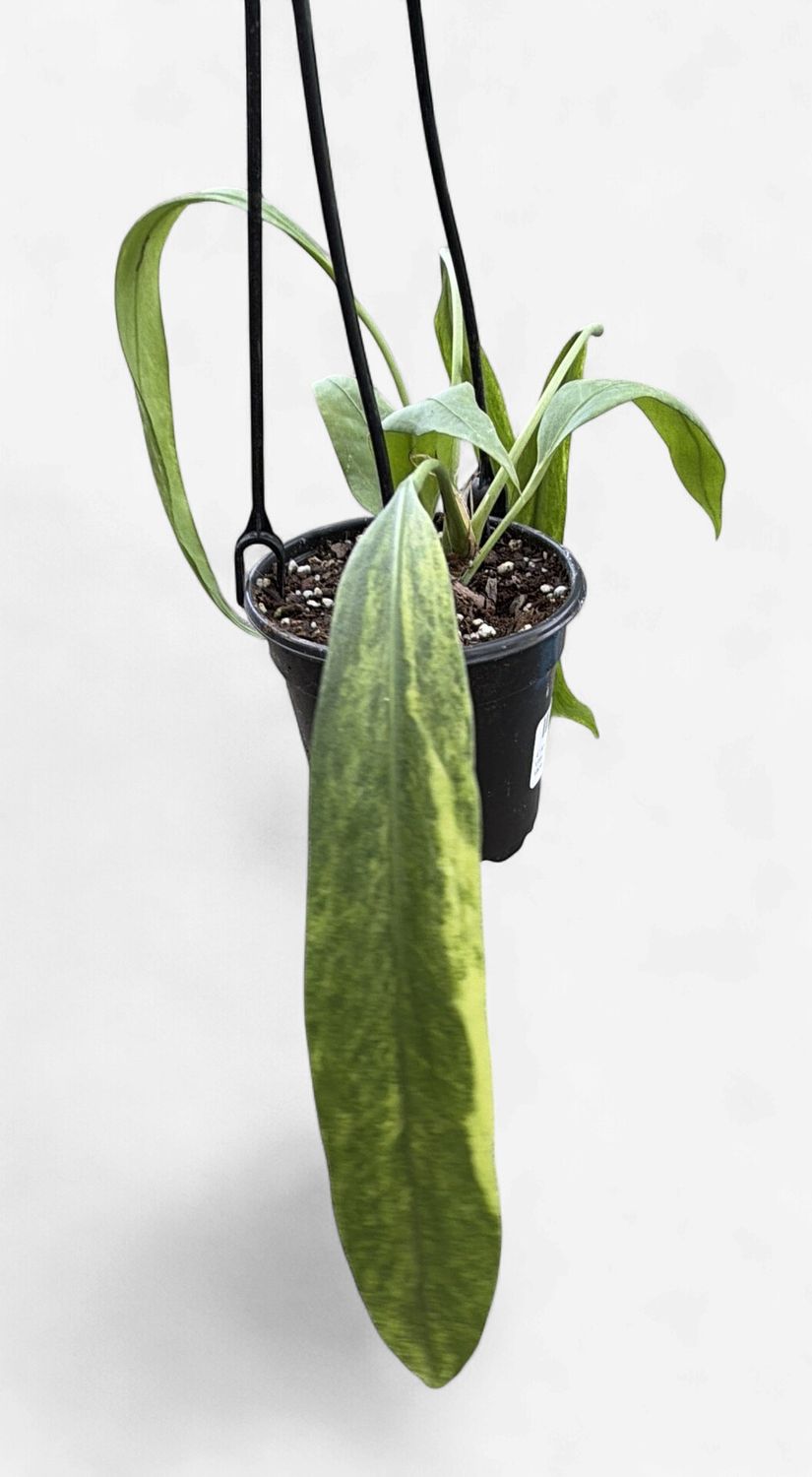 4" Anthurium Vittarifolium Variegated Hanging Basket