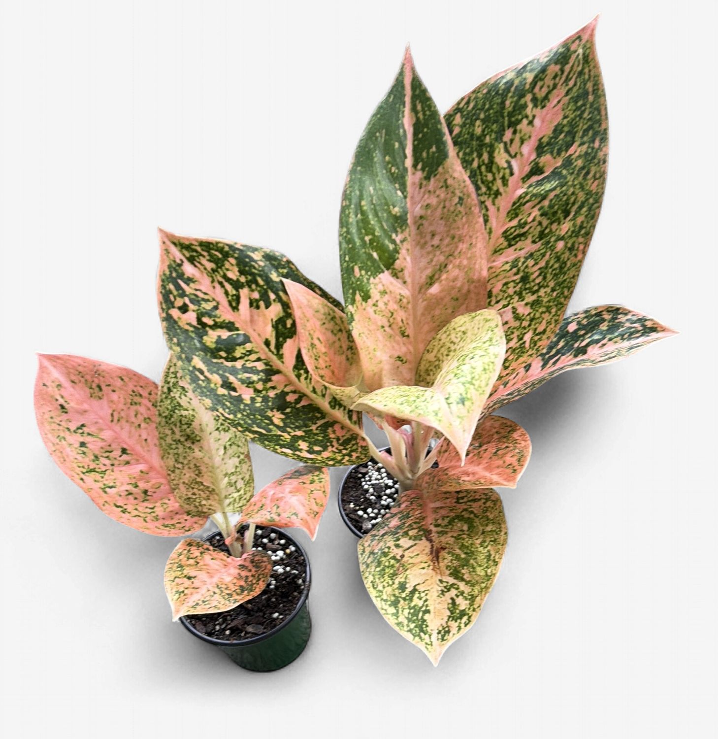 4" Aglaonema Orange Stardust