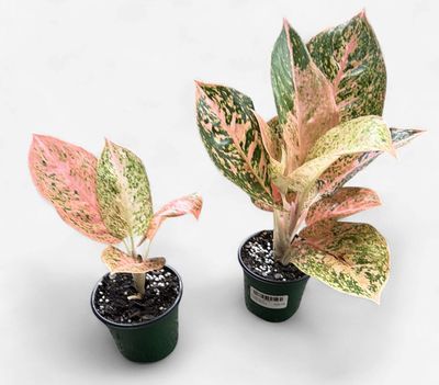 4" Aglaonema Orange Stardust